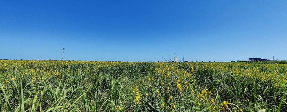 Organic Feed Products